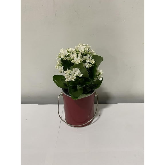 Live 4" White Kalanchoe in 4" Red Paint Can Gift Container