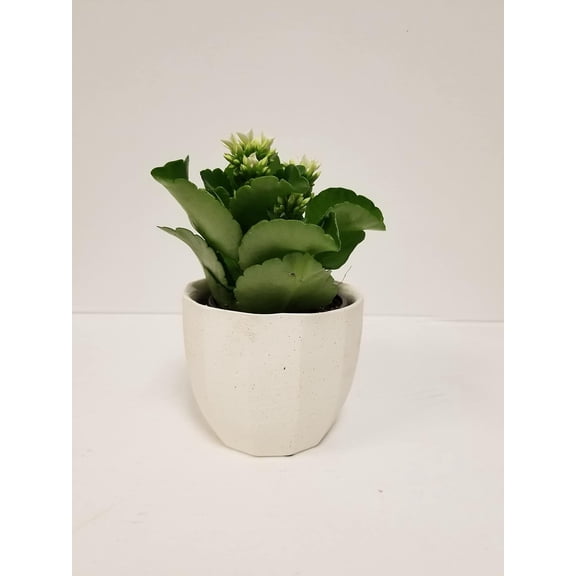 Live 4" White Kalanchoe in 4" White Ceramic Gift Container
