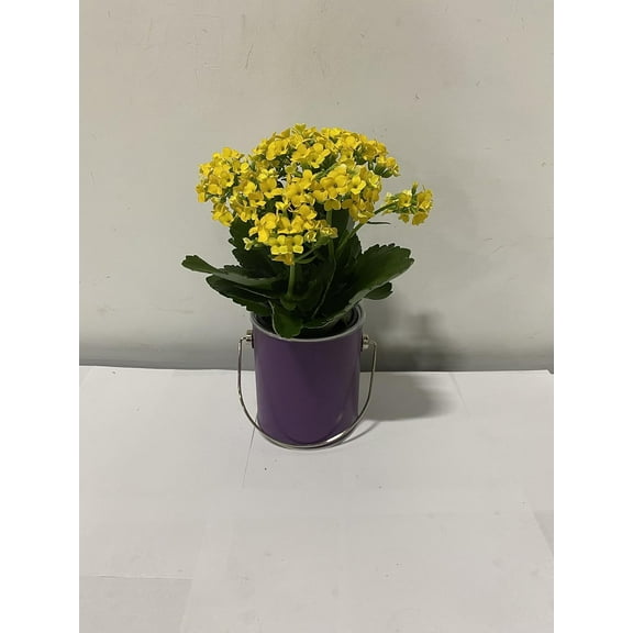 Live 4" Yellow Kalanchoe in 4" Purple Paint Can Gift Container