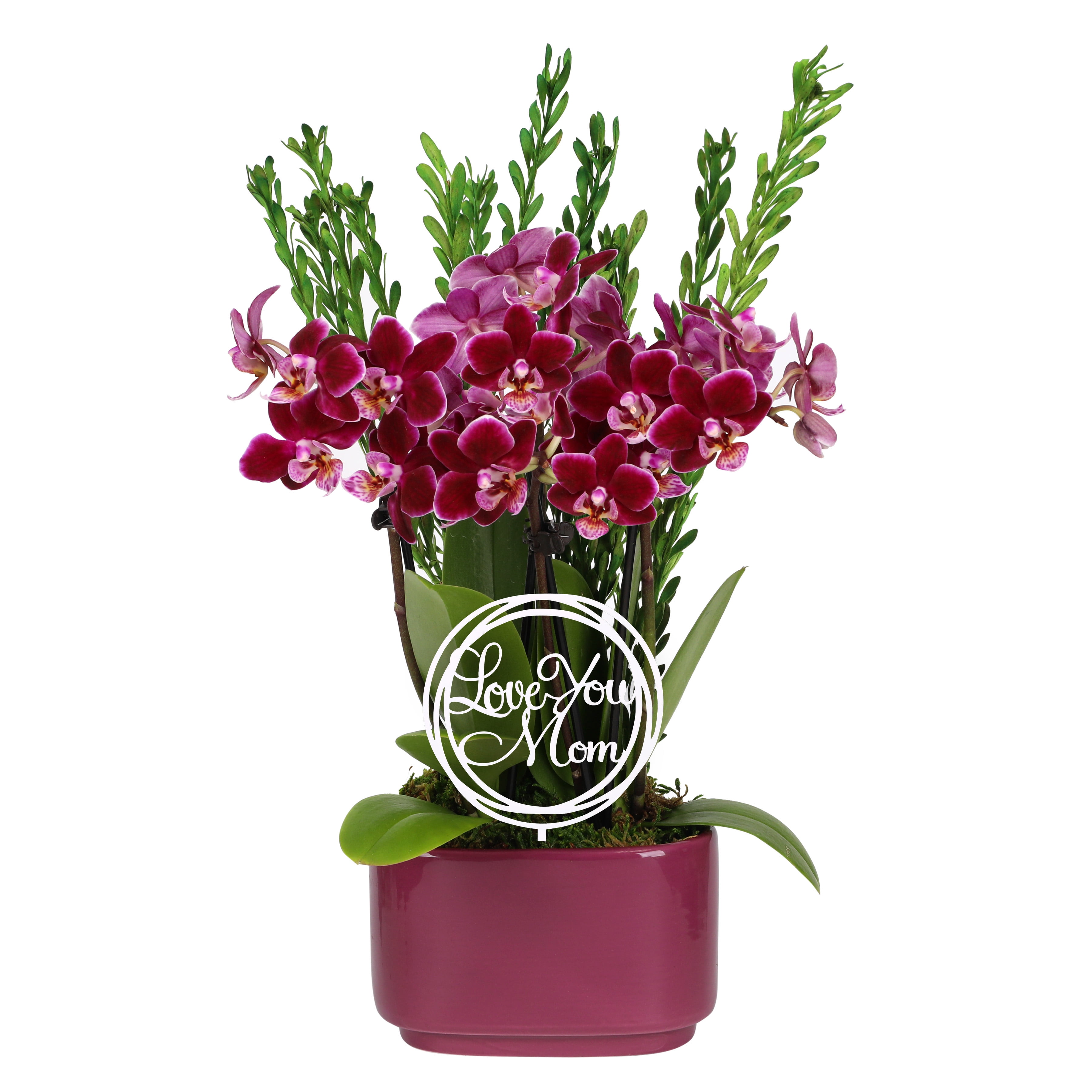 Live 4in Dark Purple Orchid Duo in Purple Pot with 'Love You Mom" Pick and Preserved Green - Perfect Gift