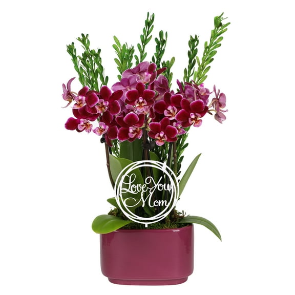 Live 4in Dark Purple Orchid Duo in Purple Pot with 'Love You Mom" Pick and Preserved Green - Perfect Gift
