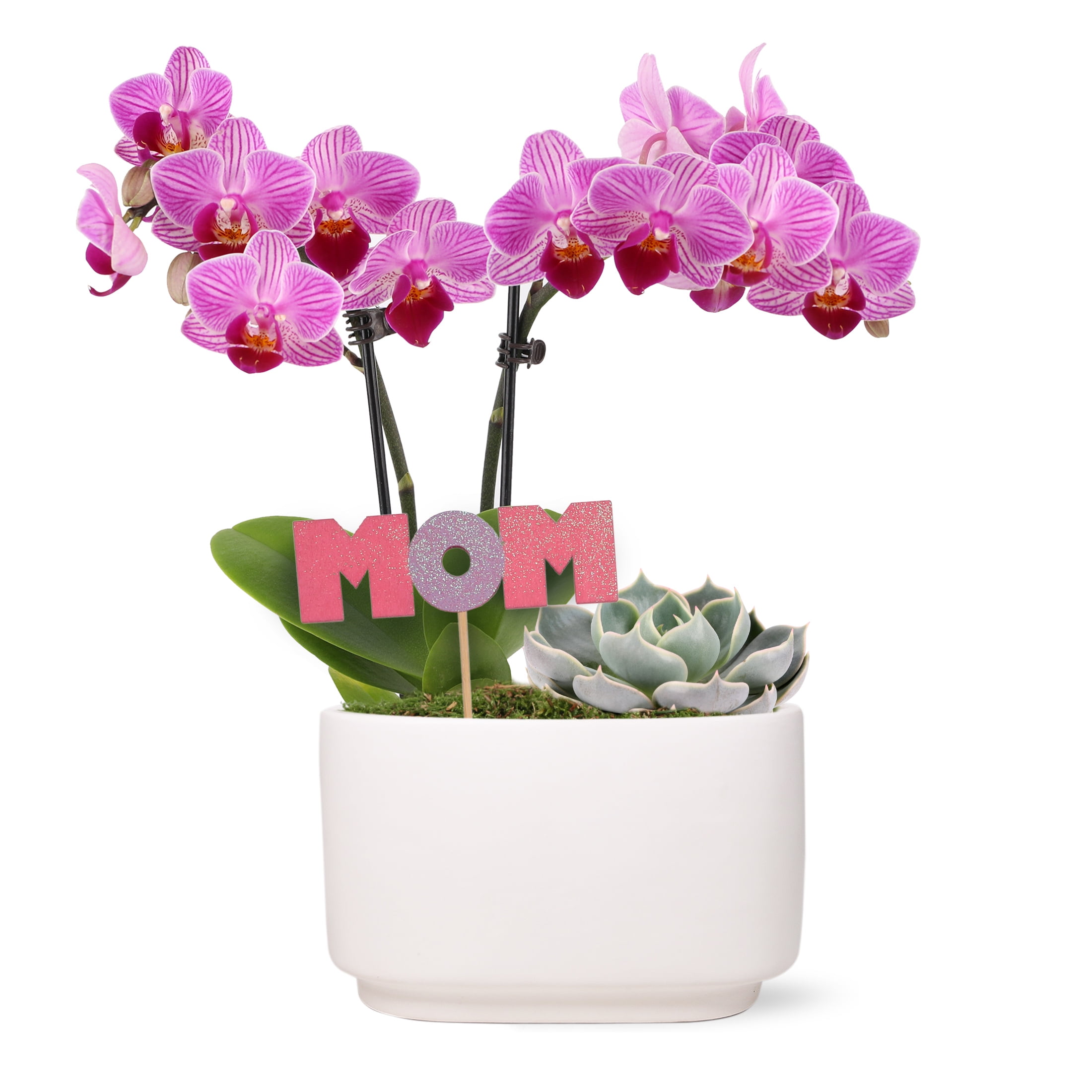 Live 4in Pink Orchid and Succulent Duo in White Pot with 'Mom' Pick - Perfect Gift