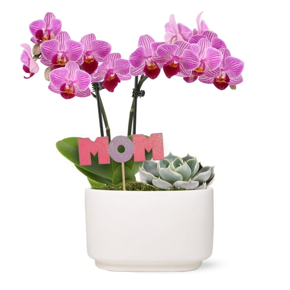 Live 4in Pink Orchid and Succulent Duo in White Pot with 'Mom' Pick - Perfect Gift