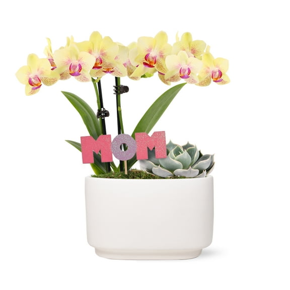 Live 4in Yellow Orchid and Succulent Duo in White Pot with 'Mom' Pick - Perfect Gift