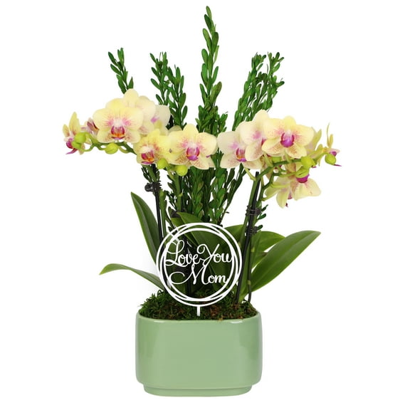 Live 4in Yellow Orchid Duo in Sage Green Pot with 'Love You Mom' Pick and Preserved Green - Perfect Gift