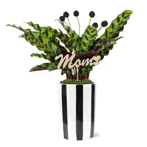 Live 5in Calathea in Black and White Striped Pot with 'Mom' Pick - Perfect Gift