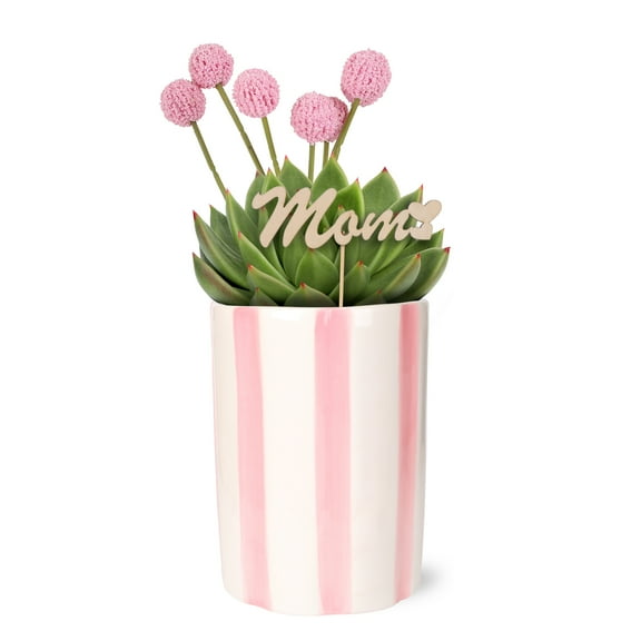 Live 5in Echeveria in Pink and White Striped Pot with 'Mom' Pick - Perfect Gift