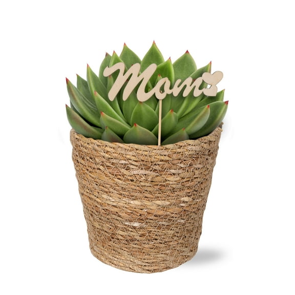 Live 5in Echeveria in Seagrass Pot with 'Mom' Pick - Perfect Gift