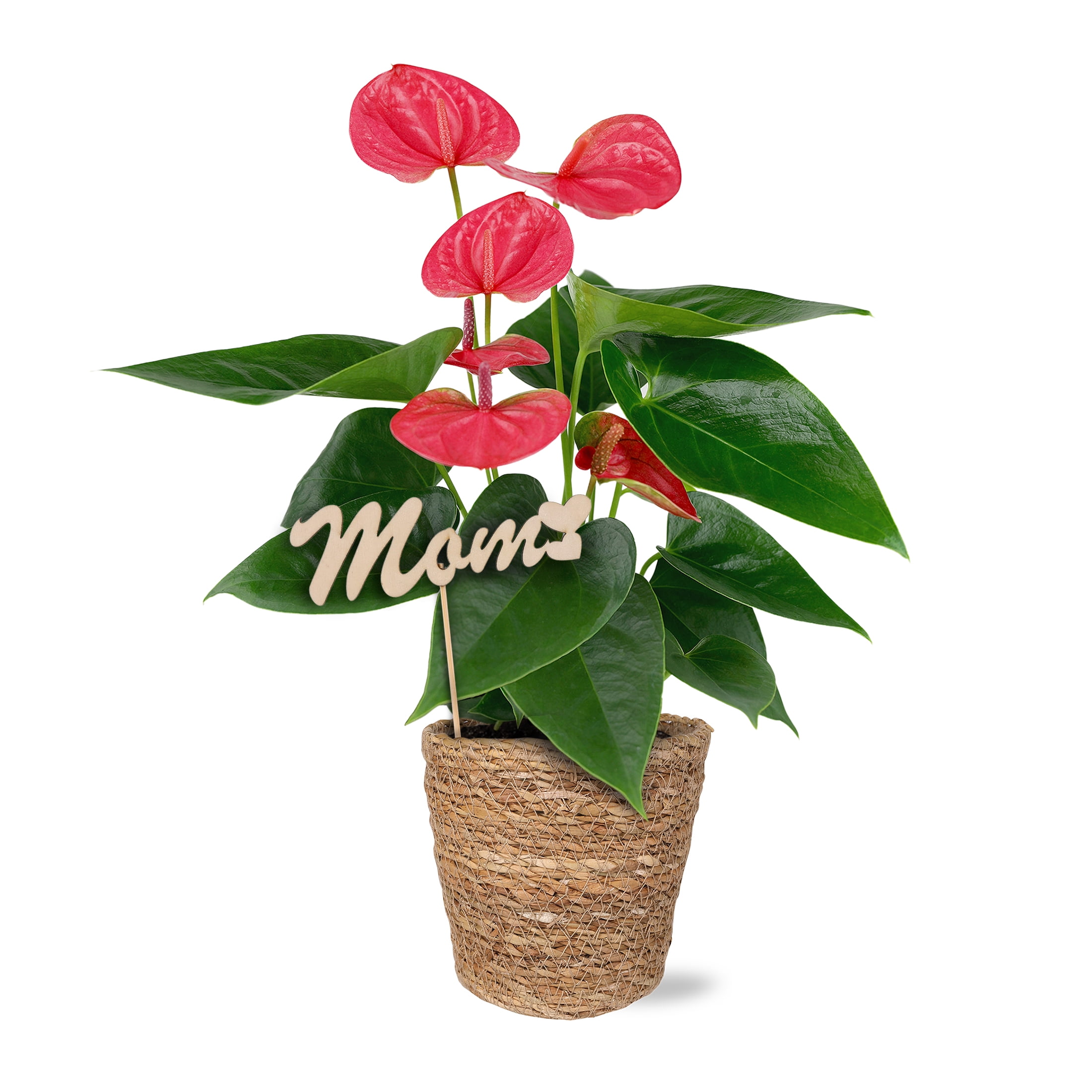 Live 5in Pink Anthurium in Seagrass Pot with 'Mom' Pick - Perfect Gift