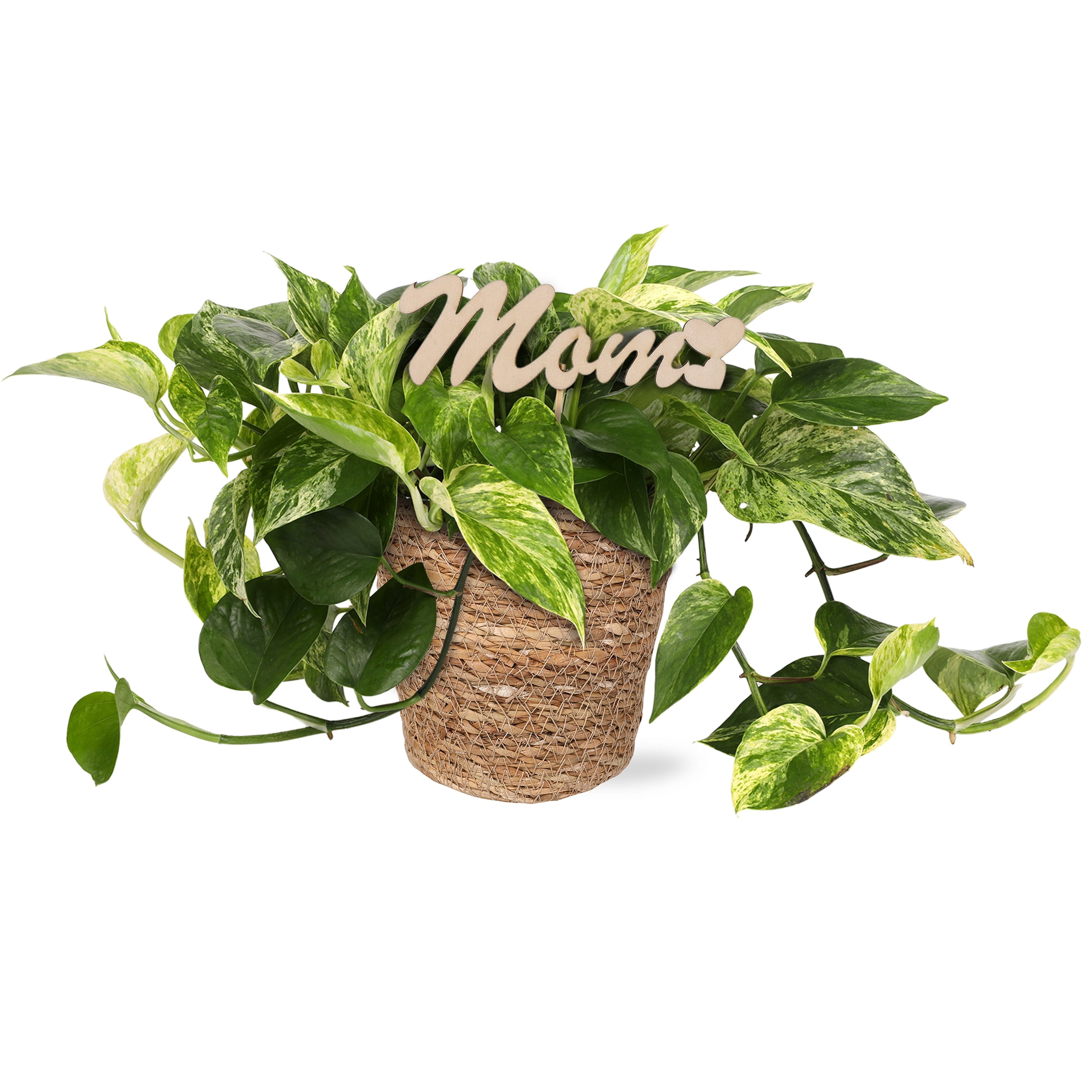 Live 5in Pothos in Seagrass Pot with 'Mom' Pick - Perfect Gift