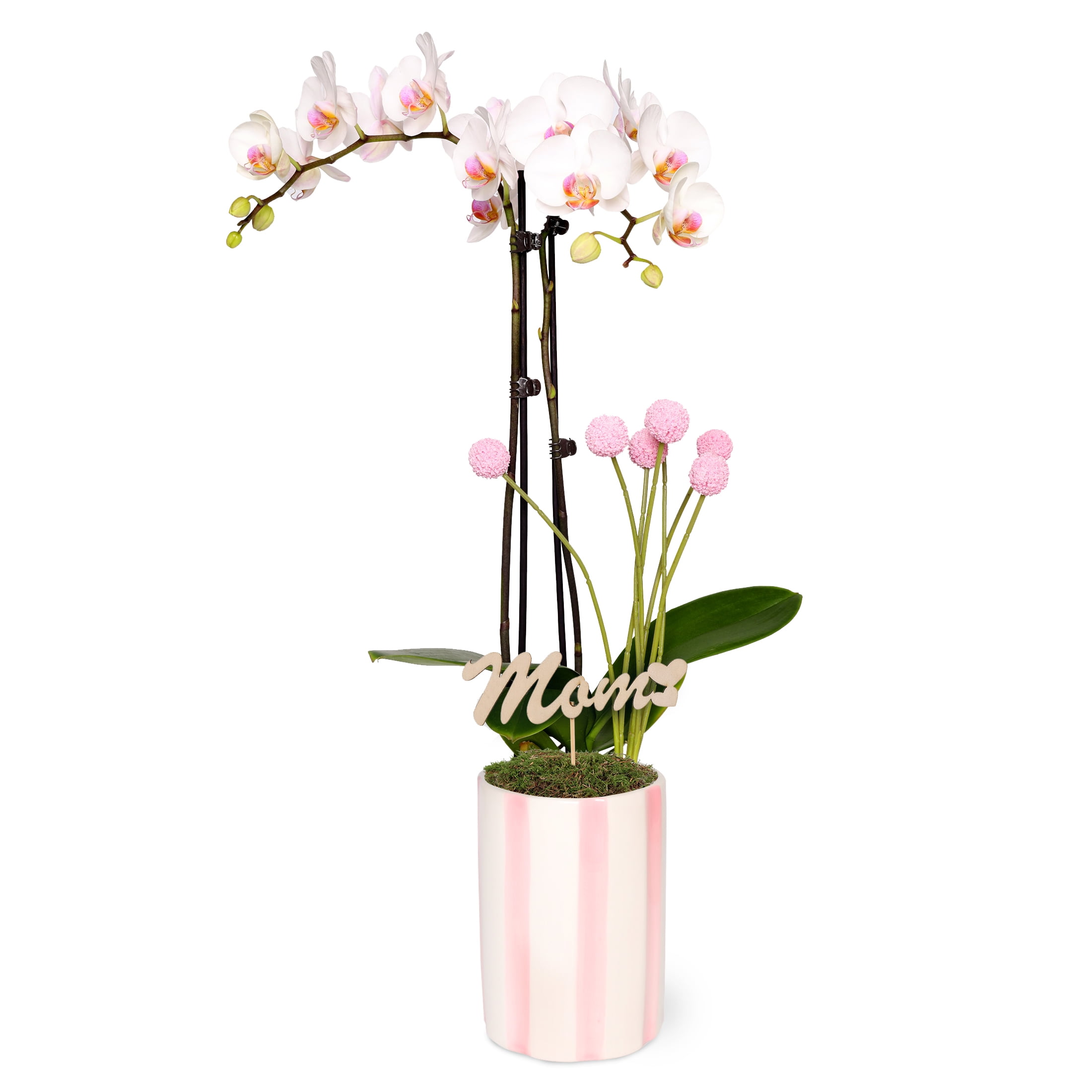 Live 5in White Orchid in Pink and White Striped Pot with 'Mom' Pick – Perfect Gift