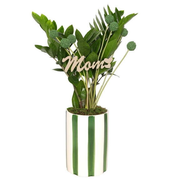 Live 5in ZZ Plant in Green and White Striped Pot with 'Mom' Pick - Perfect Gift