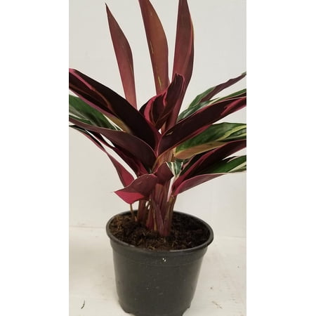 Live 6" Calathea Plant