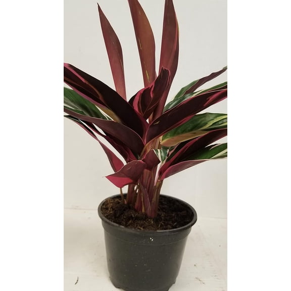 Live 6" Calathea Plant