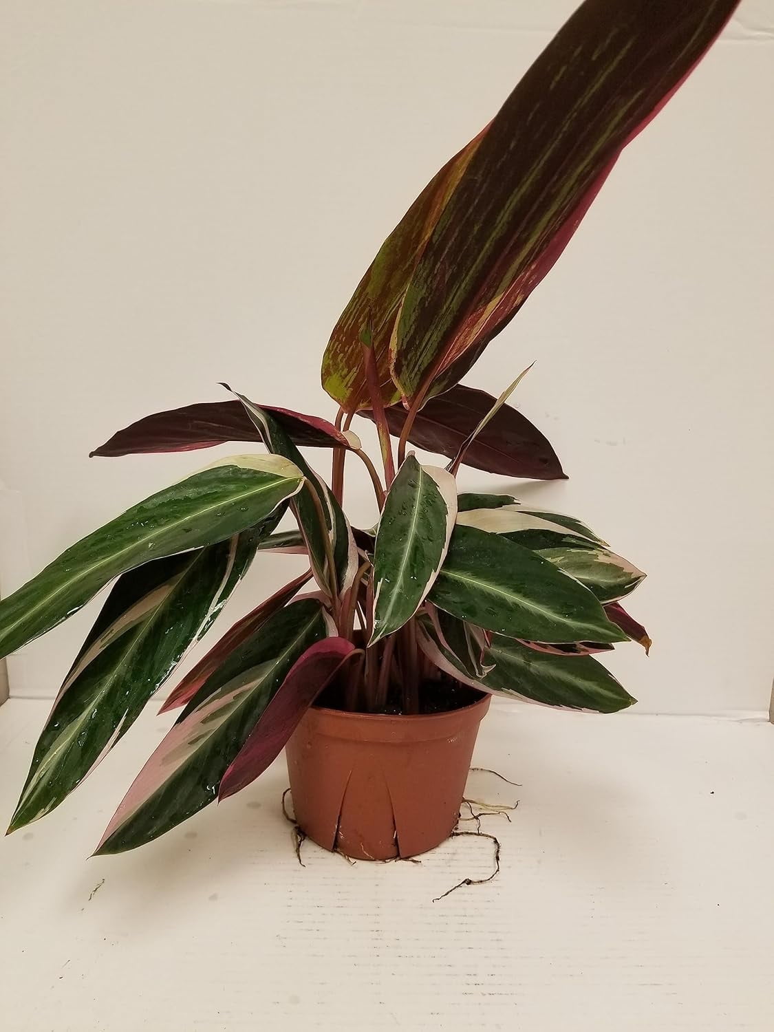 Live 6" Calathea Triostar Plant- 6 Inch Indoor Plant