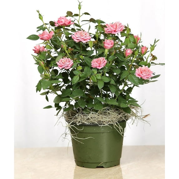 Live 6" Mini Pink Rose Bush in 6" Plastic Grow Pot