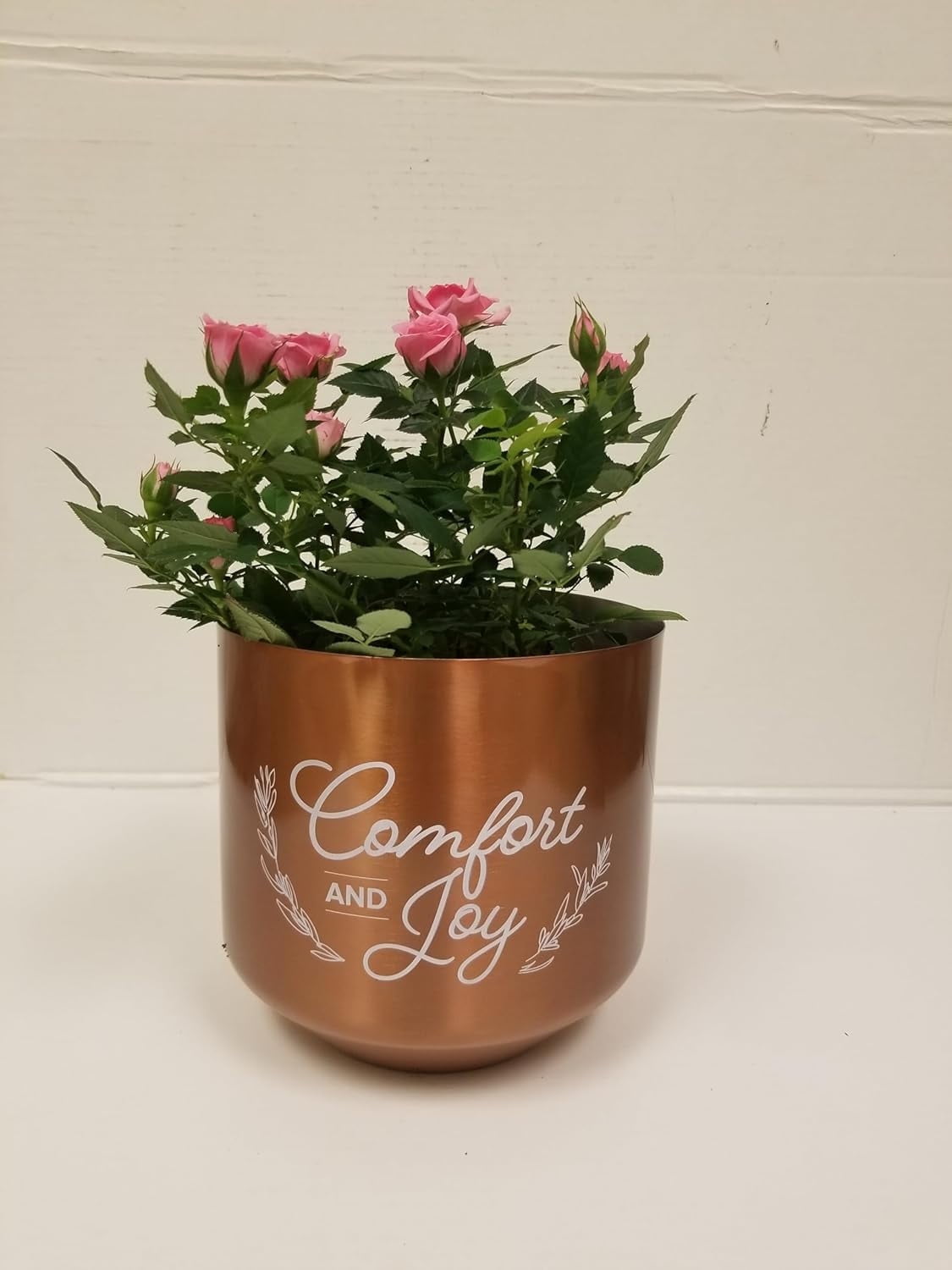 Live 6" Mini Pink Rose Bush in Copper Comfort and Joy Holiday Gift Container- 6 Inch Indoor Plant