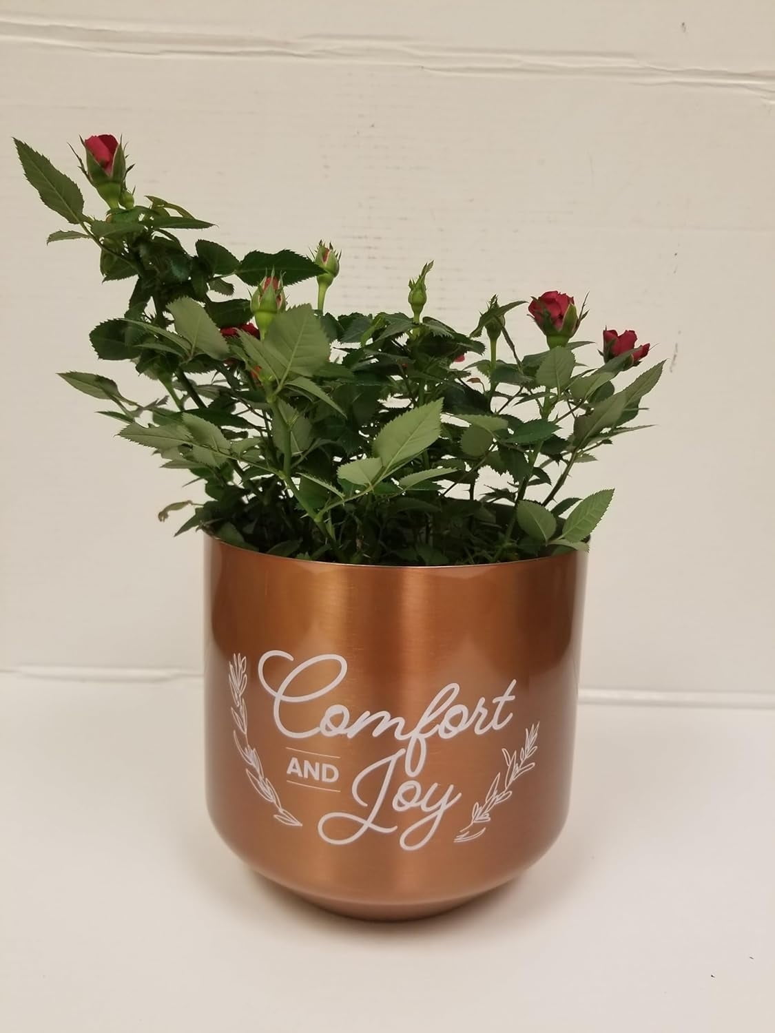 Live 6" Mini Red Rose Bush in a Copper Comfort and Joy Holiday Gift Container- 6 Inch Indoor Plant