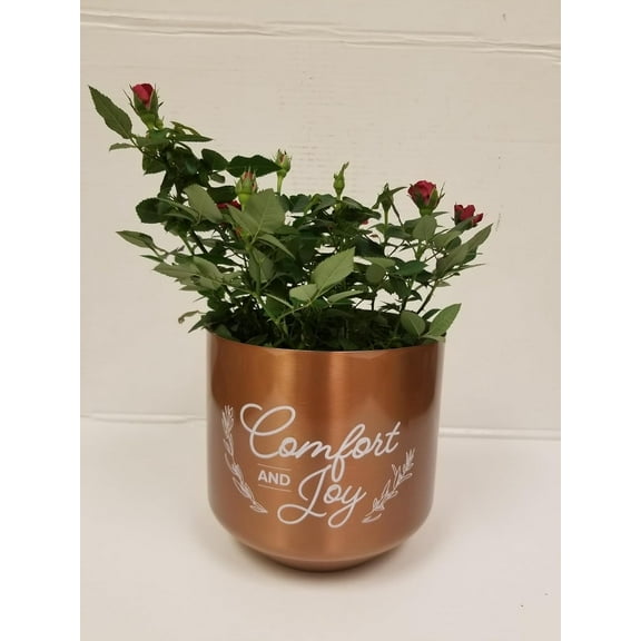 Live 6" Mini Red Rose Bush in a Copper Comfort and Joy Holiday Gift Container- 6 Inch Indoor Plant