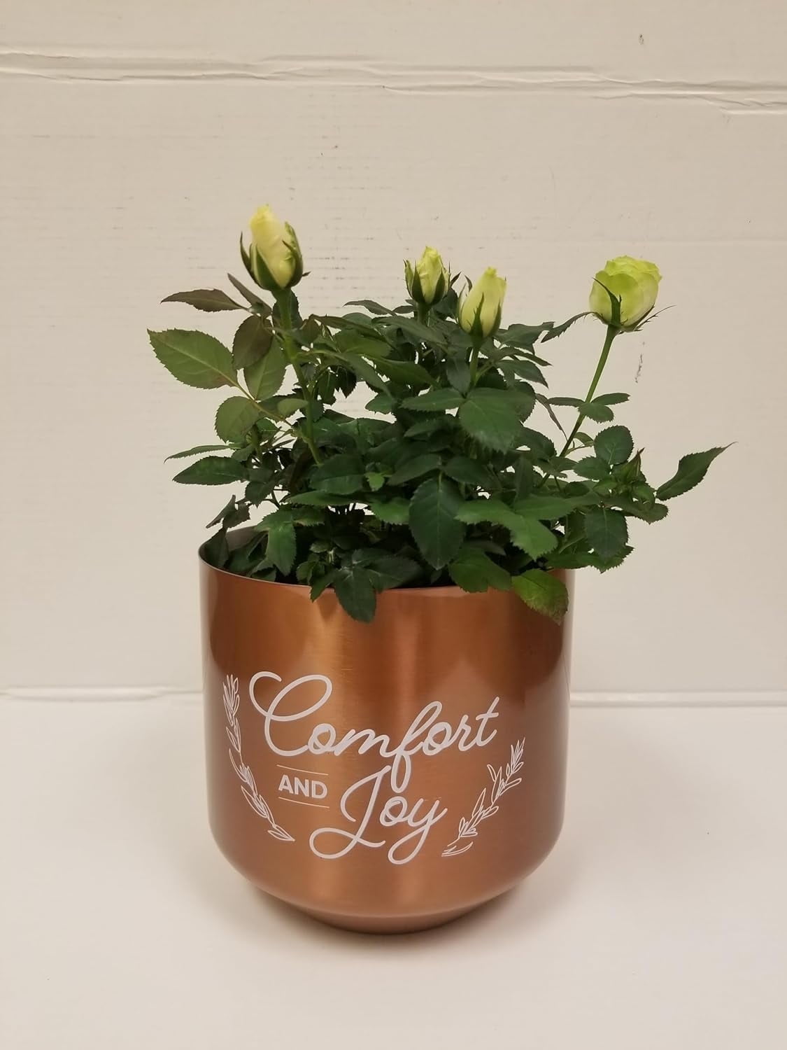 Live 6" Mini White Rose Bush in Copper Comfort and Joy Holiday Gift Container- 6 Inch Indoor Plant
