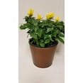 thumbnail image 1 of Live 6" Mini Yellow Rose Bush in 6" Beaded Copper Plated Metal Tin, 1 of 2