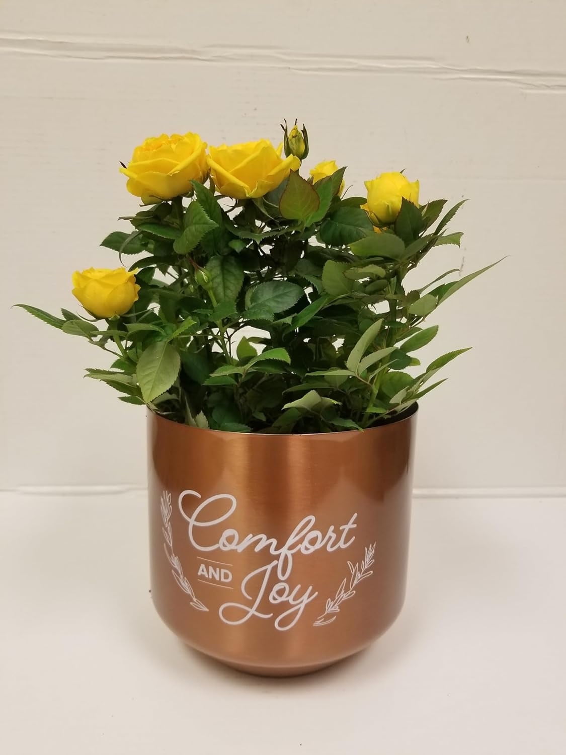 Live 6" Mini Yellow Rose Bush in Copper Comfort and Joy Holiday Gift Container- 6 Inch Indoor Plant