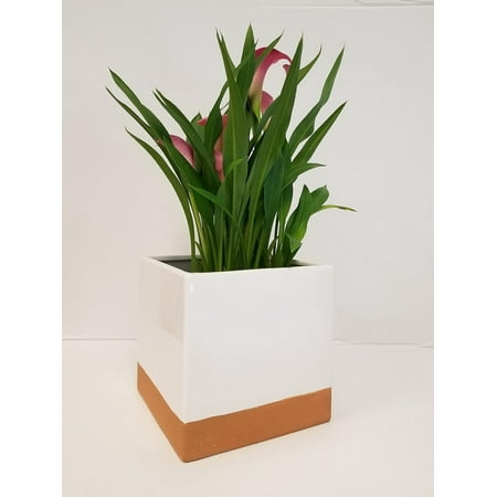 Live 6" Pink Calla Lily in Square White Ceramic Gift Container