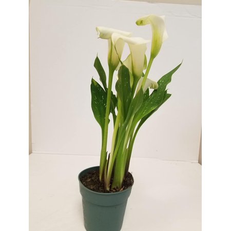 Live 6" White Calla Lily