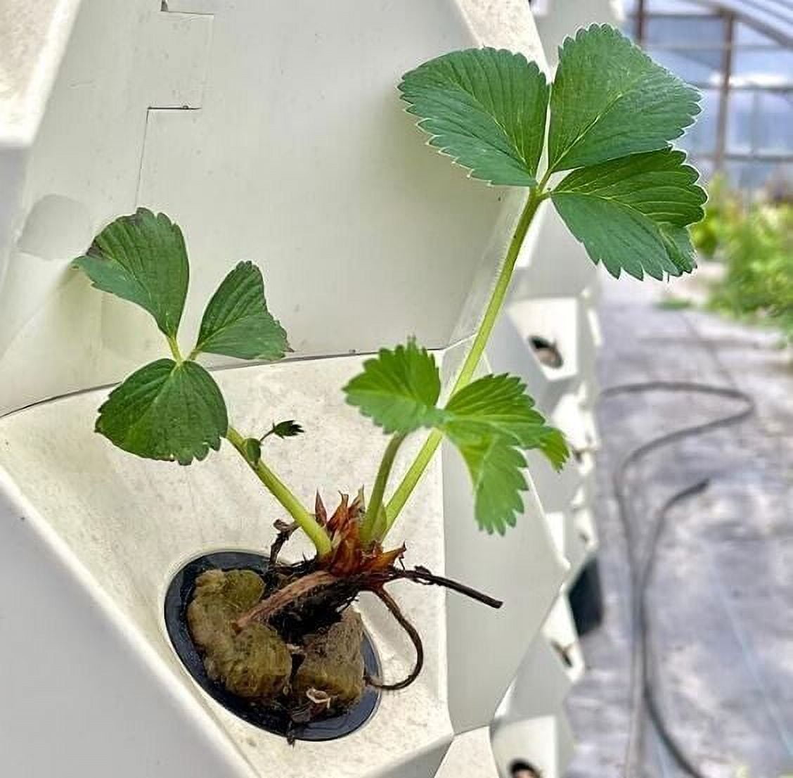 Live ACValley Strawberry Plugs June Bearing Strawberry plants