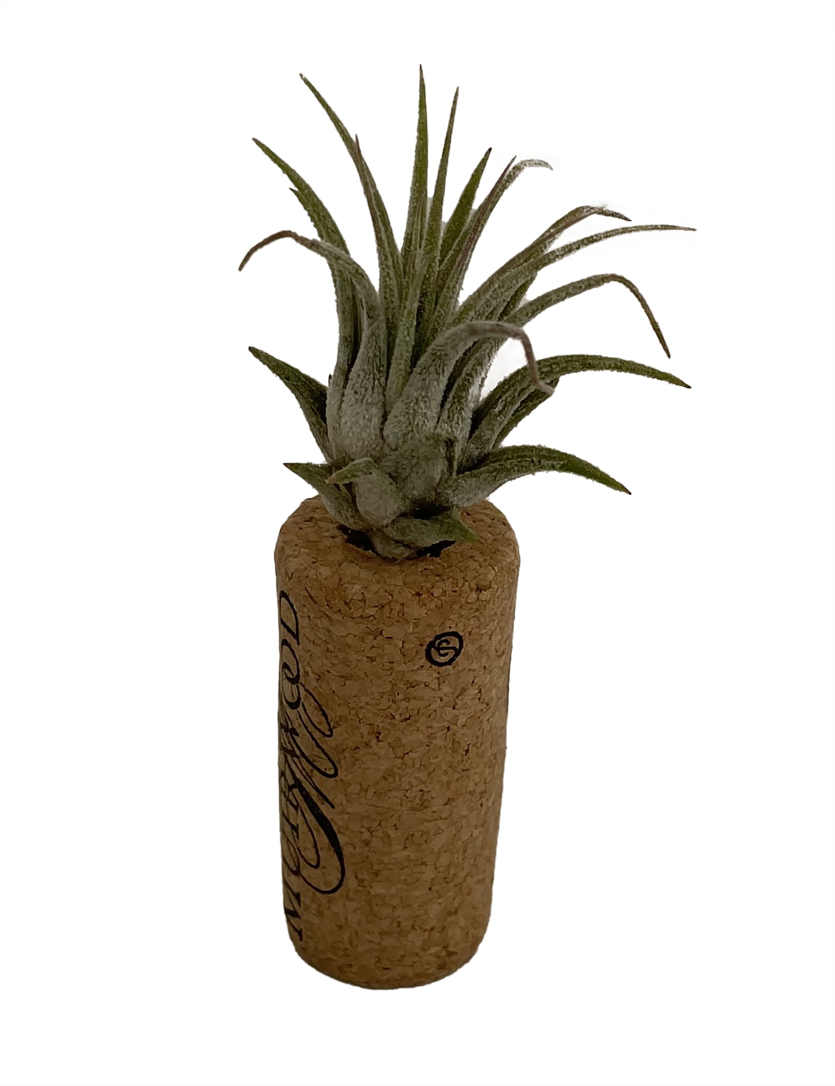 Live Air Plant Tillandsia on Cork Magnet - Great Gift / House Plant ...