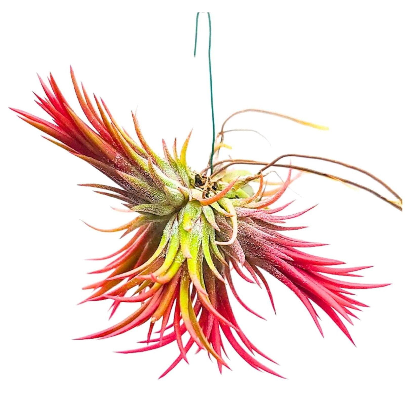 Live Air Plants - Ionantha Fuego Hanging Clump - 2 to 3 Inch Air Plant ...