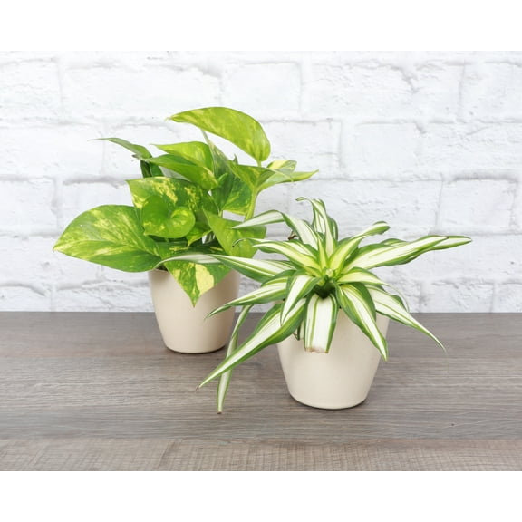 Live Air Purifying Houseplants - Set of 2 - 4" Diameter Decorative Pots - Natural