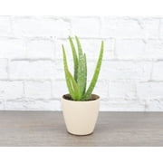 Aloe Vera Plants in Indoor Plants - Walmart.com