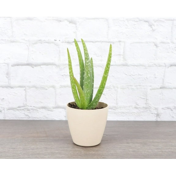 Live Aloe Vera Plant - 4" Eco Pot - Natural