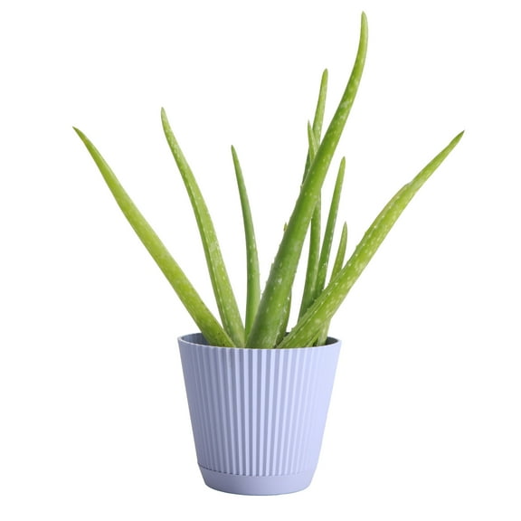 Live Aloe Vera Plant - Easy Care - 4" Decorative Pot Cover - Thorsen's Greenhouse