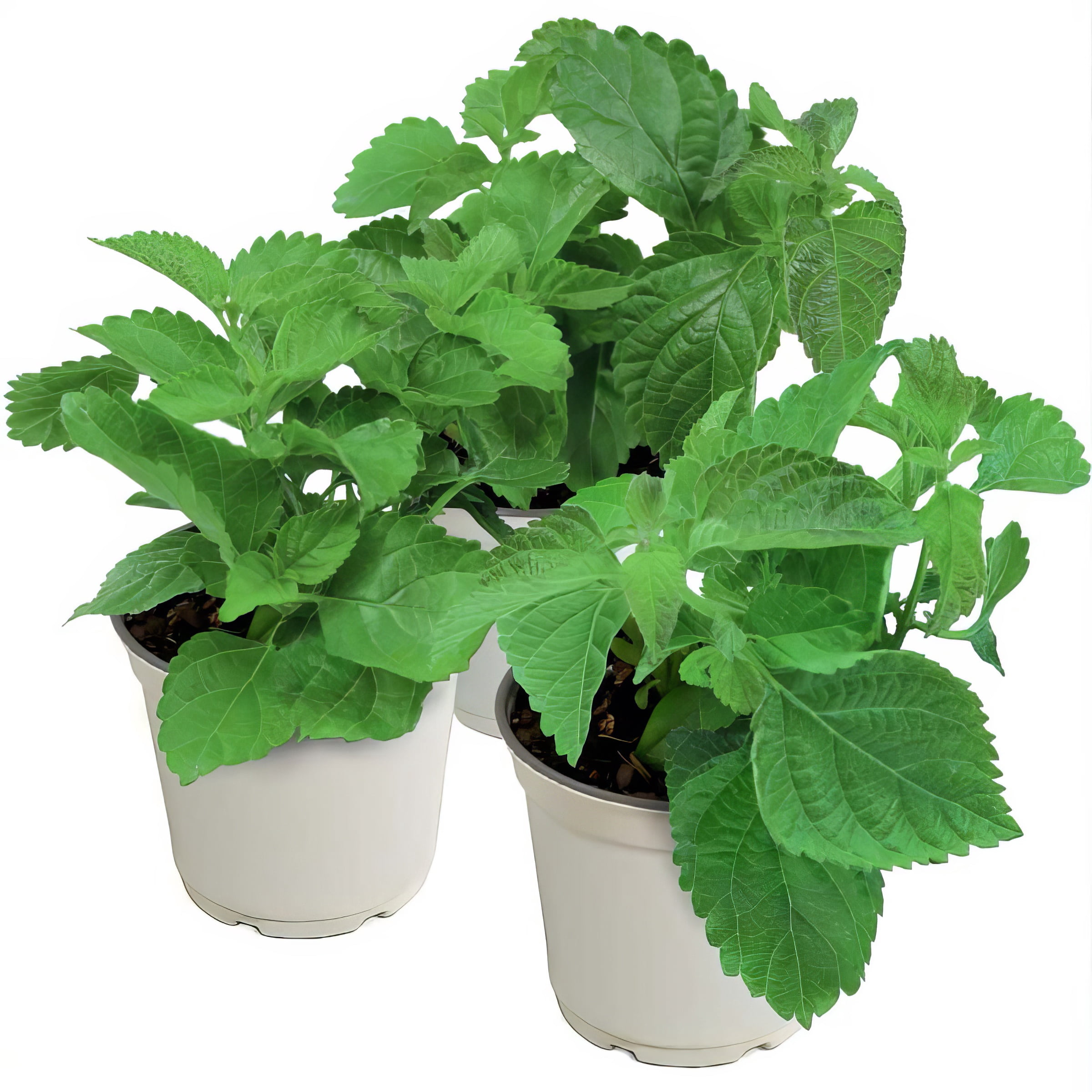 Live Annual 4" Lucky Red Lantana (3-Pack)  with Full Sunlight