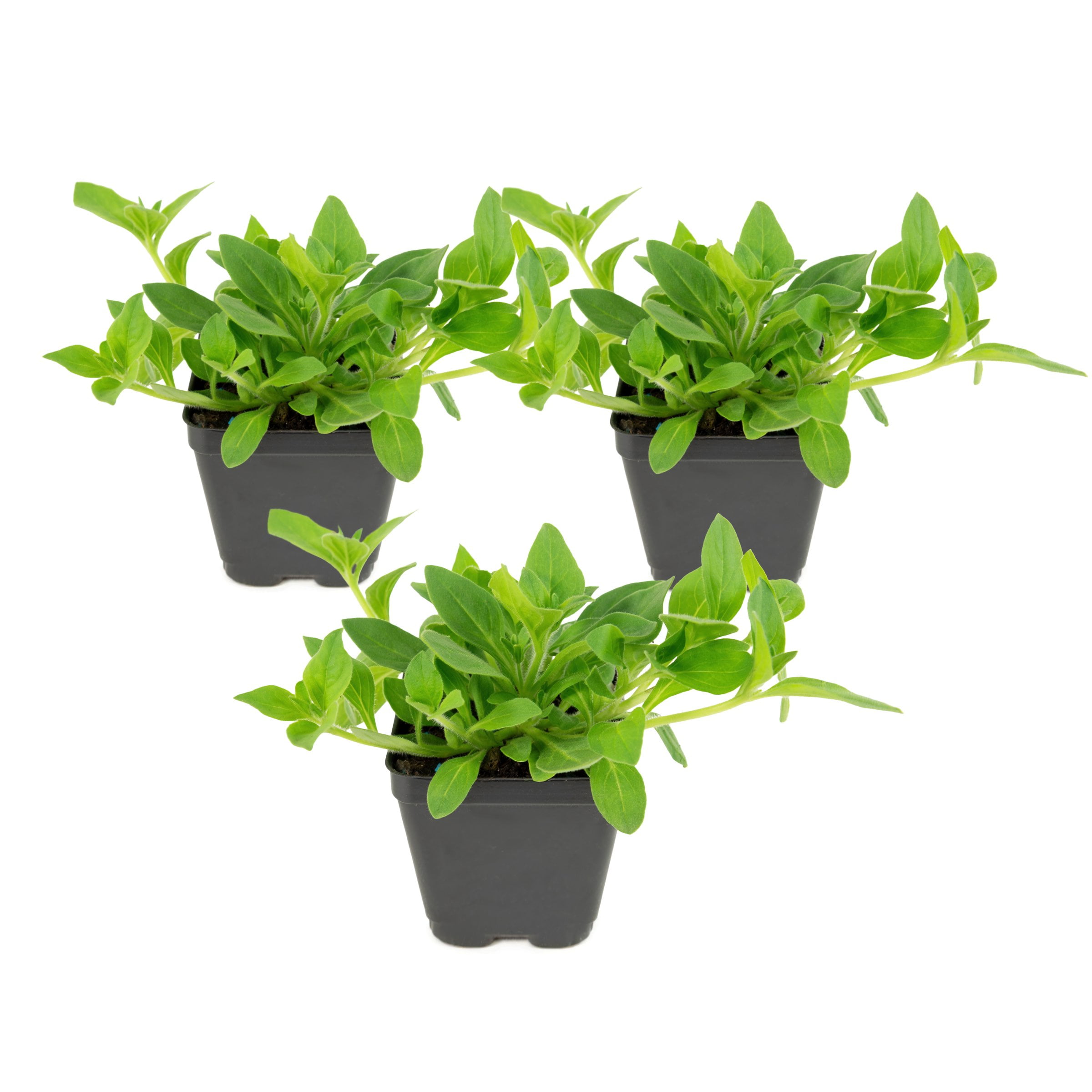 Live Annual 4" NightSky Petunia (3-Pack) with Full Sunlight