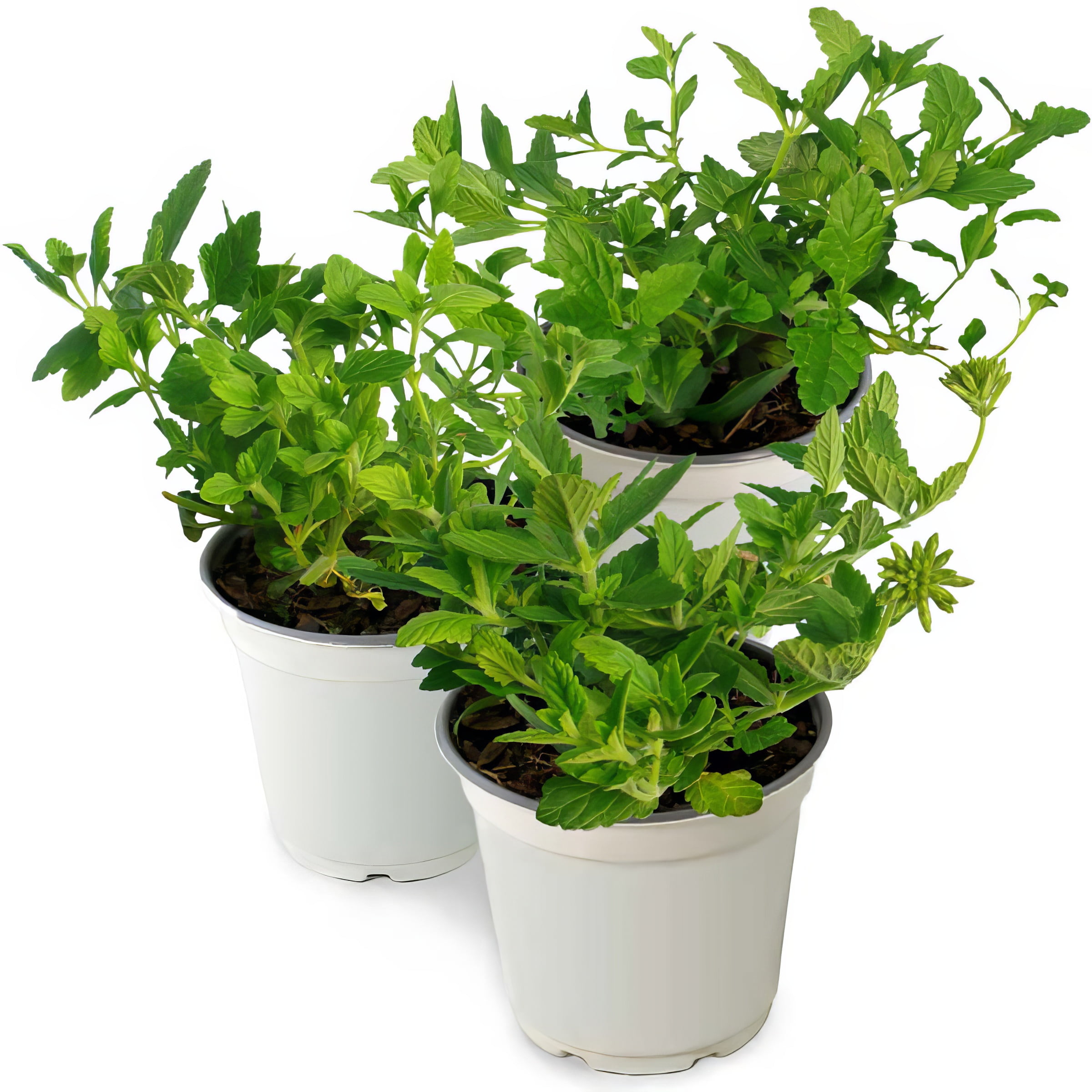 Live Annual 4" Pentas 'Lucky Star Red' (3-Pack) with Full Sunlight