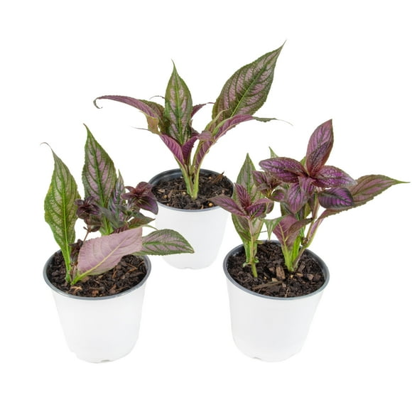 Live Annual 4" Persian Shield Purple (3-Pack) with Full Sunlight