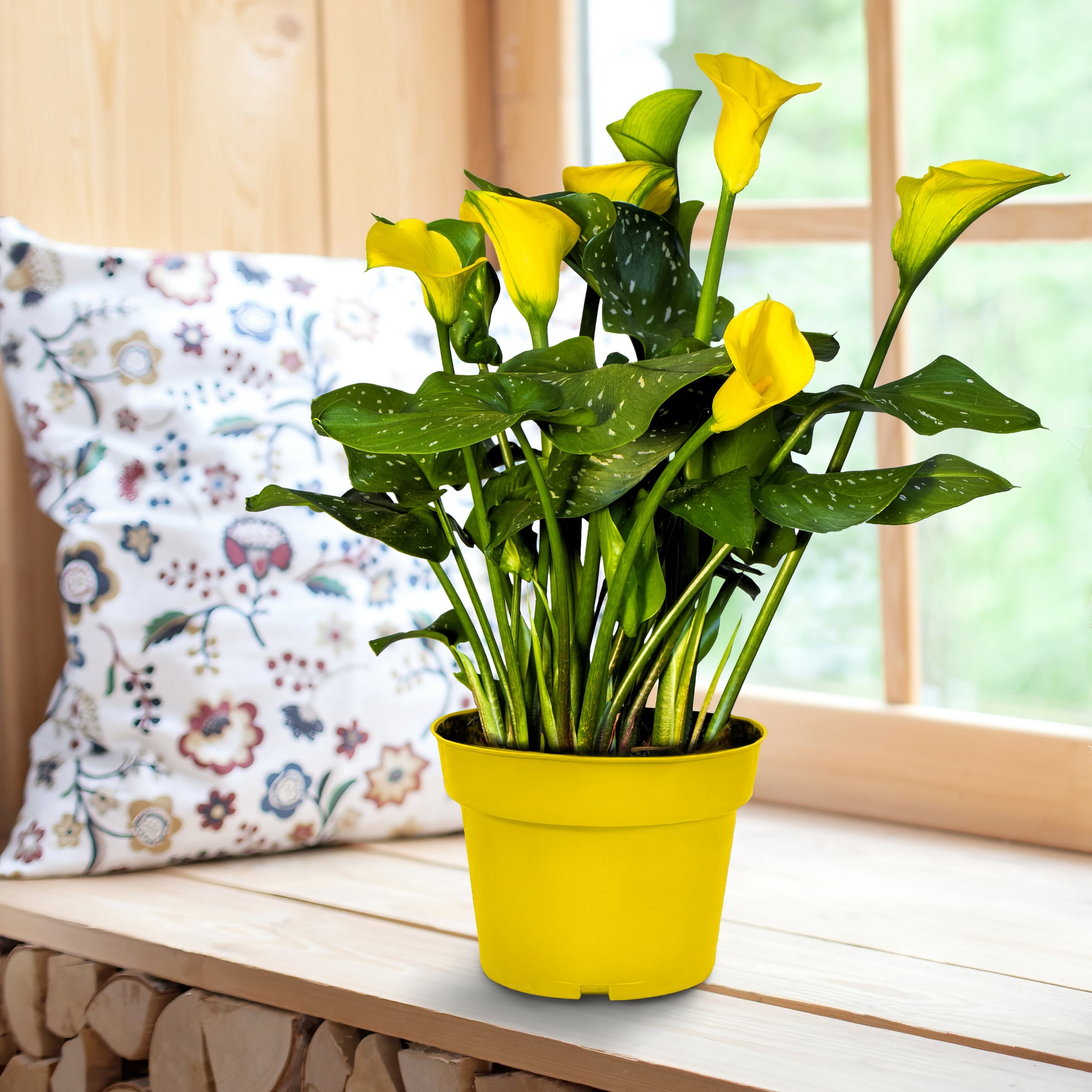 Live Annual Yellow Calla Lily Grow Kit