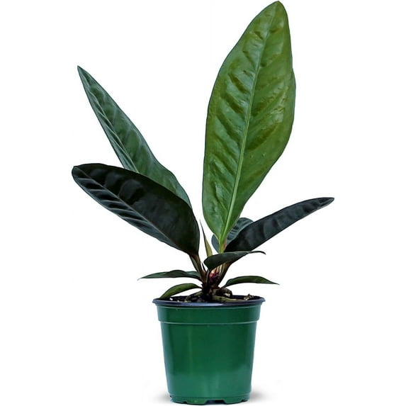 Live Anthurium Superbum, Bird’s Nest Anthurium, Birthday Gift, Plant Lover Gift, Sympathy Gift, Indoor Potted Houseplant, Office Gift for Co-worker, Plant Mom Dad Gift in 4" Pot