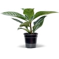 thumbnail image 1 of Live Aphelandra, Zebra Plant, Fully Rooted Houseplant, Indoor Air Purifier, Christmas Gift, Valentine's Gift, Office Gift for Co-Worker, Plant Lover Gift, Gardening Gift for Him in 4" Pot, 1 of 5