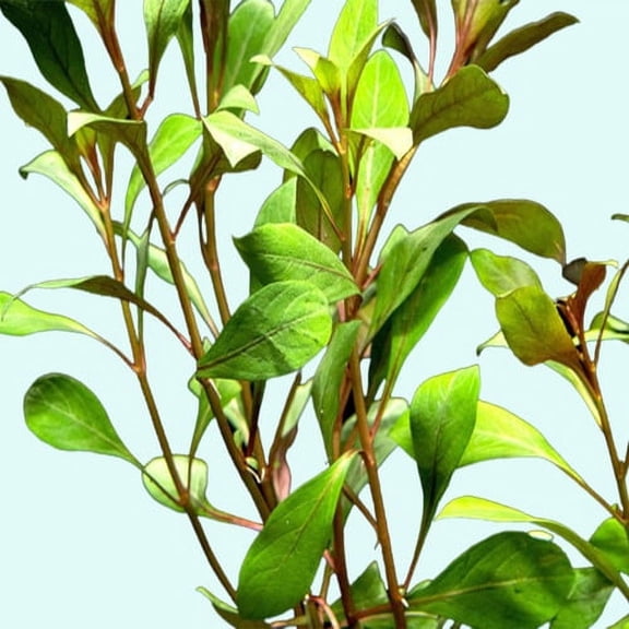 Live Aquarium Plant BEGINNER PACK (Up To 60 Gallons)