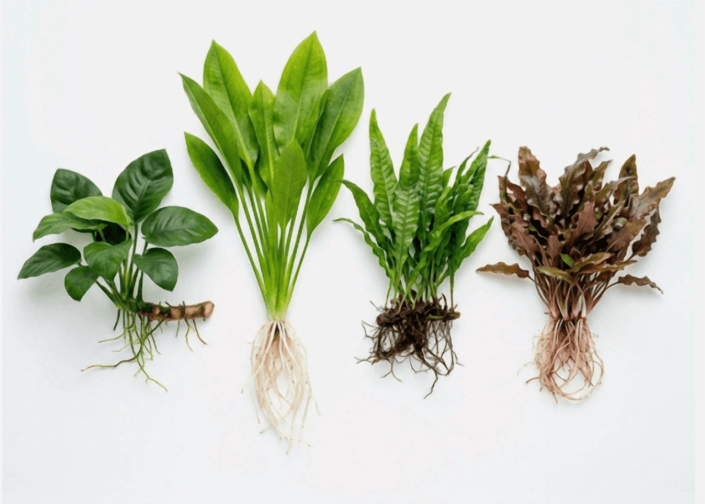 Aquarium Plant Seeds