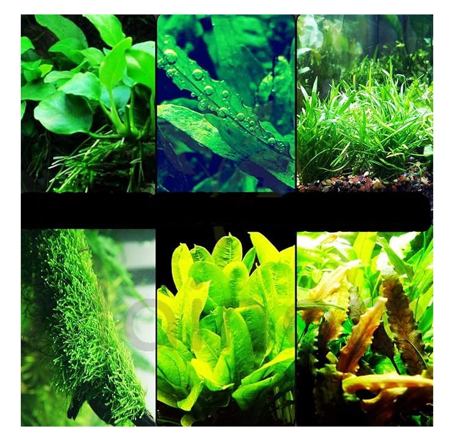 Live Aquarium Plants Starter Kit - 6 Species, Java Moss, Micro Sword ...