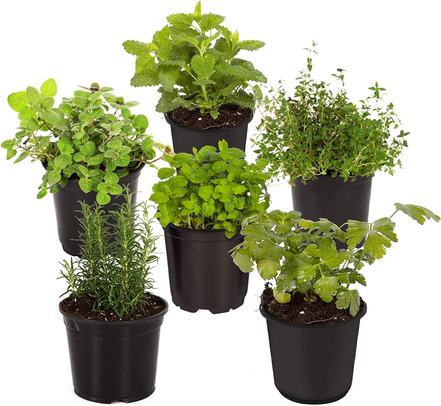 The Three Company 6" Assorted Herbs Live Plants in 1 Pint Pots (6 Count)