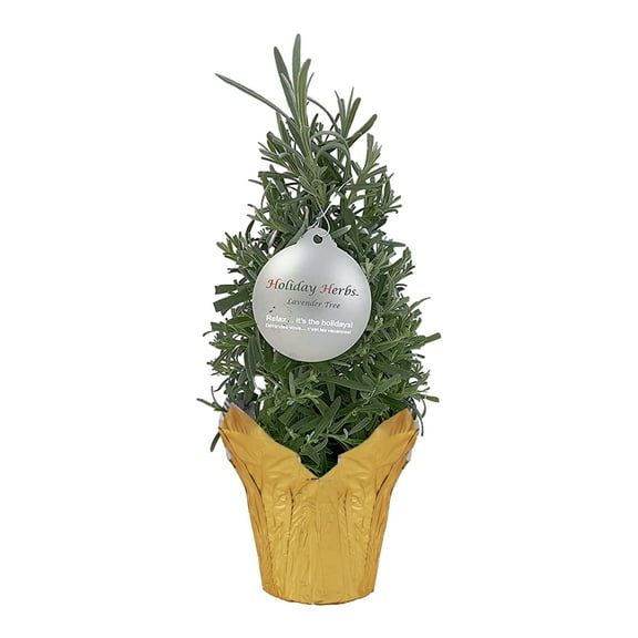 Live Aromatic and Edible Herb - Lavender, Lush and Full, Wrapped in Deco Cover, 14" Tall by 6" Wide