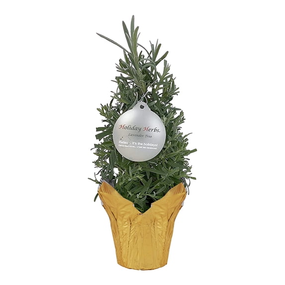Live Aromatic and Edible Herb - Lavender, Lush and Full, Wrapped in Deco Cover, 14" Tall by 6" Wide