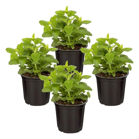 Live Aromatic and Edible Herb - Lemon Balm (4 Per Pack), Naturally Reduces Stress and Improves Air Quality, 8" Tall by 4" Wide in 1 Pint Pot
