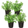 Live Aromatic and Edible Herb Mint (4 Per Pack), Naturally Improves